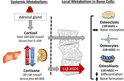 Endogenous Glucocorticoid Metabolism in Bone: Friend or Foe